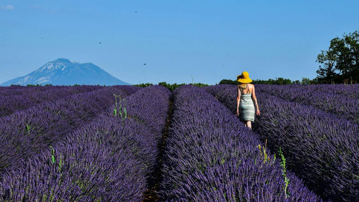 Provence – Land of Lavender and Sun